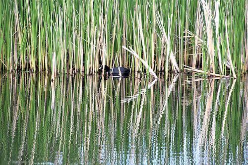 Reed and coot
