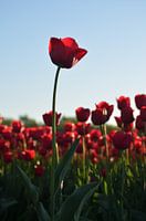 Rode tulpen