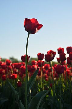 Rode tulpen van Tanja Huizinga Photography