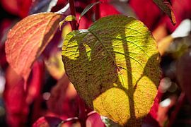 Herfstkleuren van Rob Boon