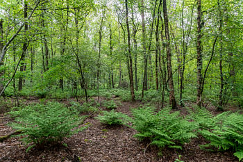 Junge Farne im Wald, wenn es Frühling ist.