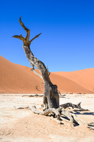 Sossusvlei Deadvlei (1)