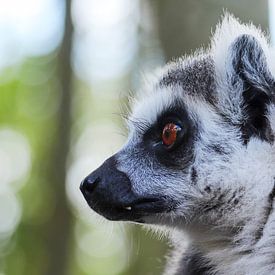 Lemur von De fotograafer