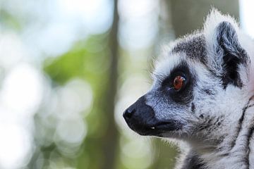 Lemur von De fotograafer