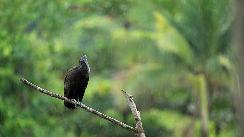 Rain Watcher by Suzanne Bruinsma