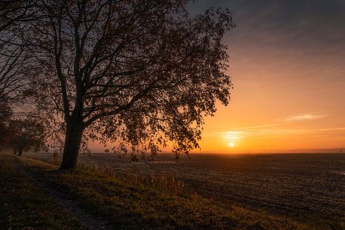 Ochtendrust bij het Bospad