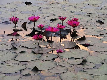Fuchsia lotussen Angor Wat van Lotte Veldt