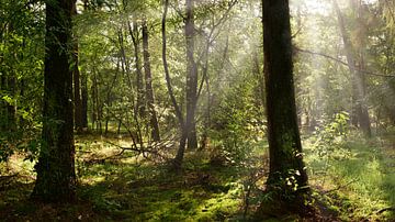 Ein Morgen in der Natur - Sonnenstrahlen im Wald von Günter Albers