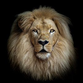 Lion's head in colour by Chris de Gier