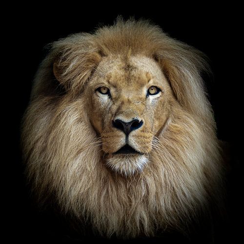 Leeuwenkop in kleur