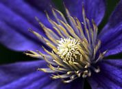 Clematis Blume von MSP Canvas Miniaturansicht