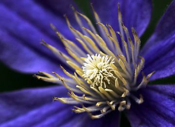 Clematis flower by MSP Canvas