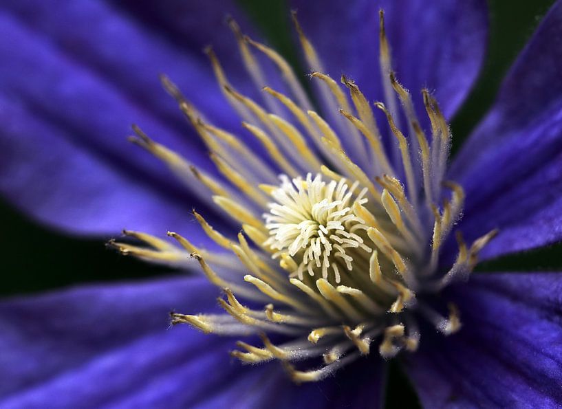 Clematis bloem van MSP Canvas