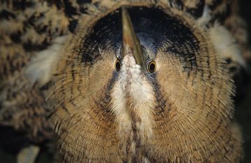 Vogel, roerdomp van Paul van Gaalen, natuurfotograaf
