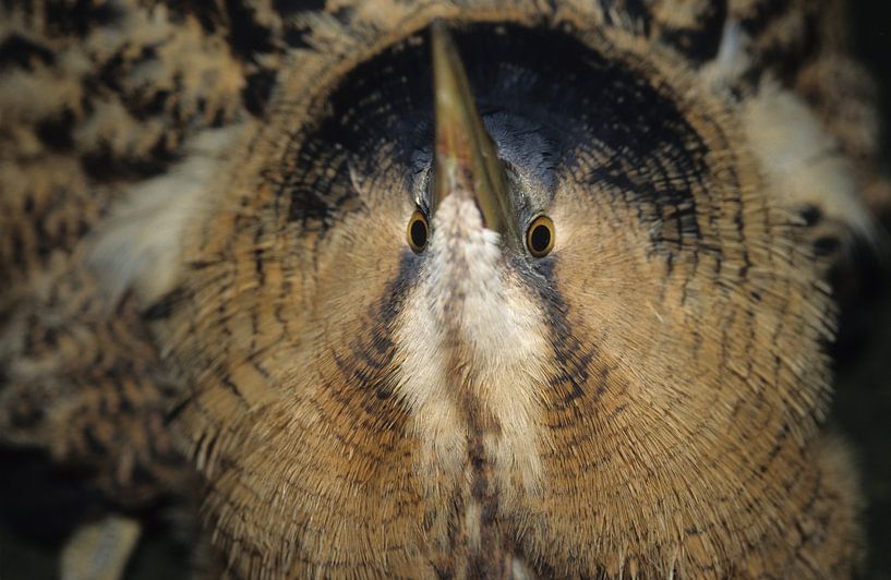 Bird, bittern by Paul van Gaalen, natuurfotograaf