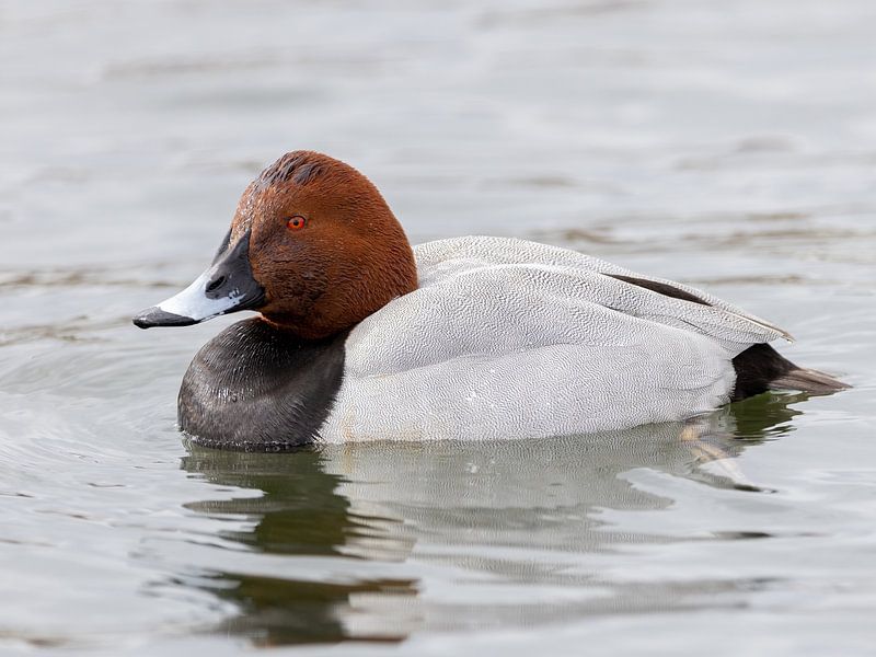 Een pochard in het meer van Teresa Bauer