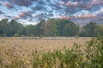 Kraanvogels op een geoogst veld van Martin Köbsch