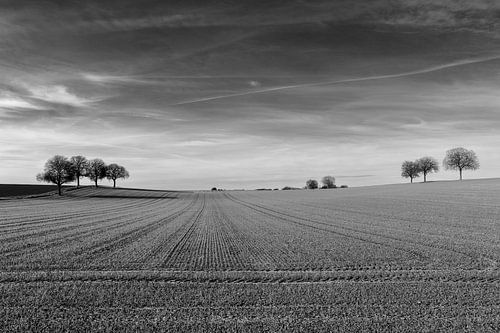 Des arbres dans un paysage vallonné avec de longues lignes.