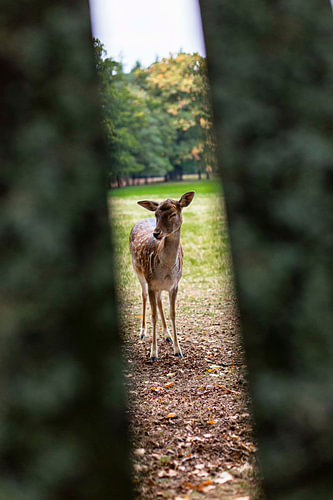 Naturfoto reh moment der ruhe