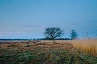 Arbre caractéristique au chat d'eau