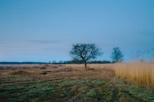 Arbre caractéristique au chat d'eau