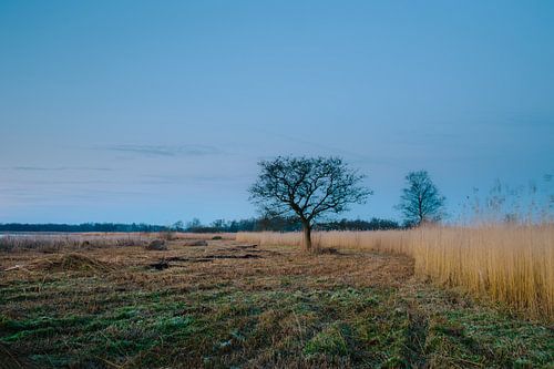 Karakteristieke boom aan de waterkat