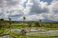 Bali rijstterrassen. De mooie en dramatische rijstvelden. Een echt inspirerend landschap. van Tjeerd Kruse thumbnail