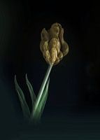Tulip
