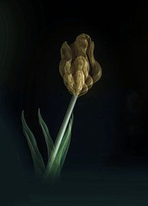 Tulipe
