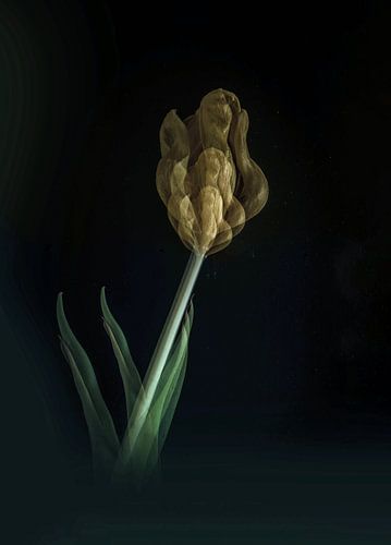 Tulipe sur Mirakels Kiekje