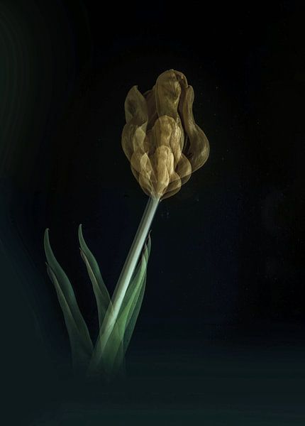Tulip by Mirakels Kiekje