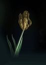 Tulip by Mirakels Kiekje thumbnail