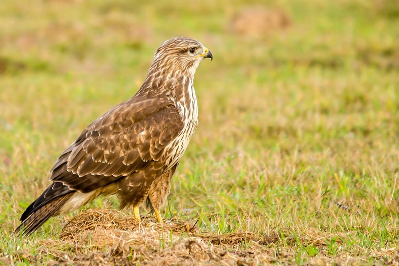 buzzard by Berry Brons
