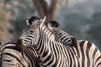 Cuddling Zebras