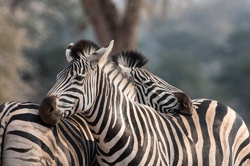 Kuschelige Zebras