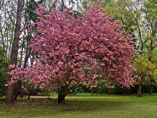 Decoratieve kersenboom