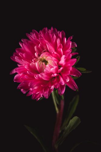Roze Aster – Fine Art Bloemportret