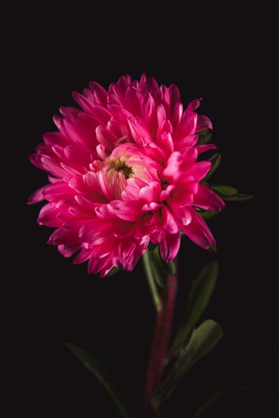 Feine Kunst Aster von Sandra Hazes