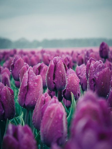 Tulpen von snippefotografie