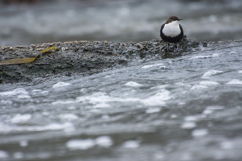 Black-bellied dipper by Danny Slijfer Natuurfotografie