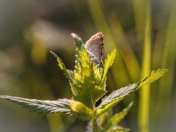 Papillon sur Rob Boon