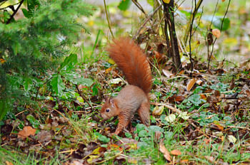 Eichhörnchen