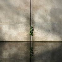 Calm simplicity and balance