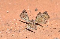 Butterflies on sand