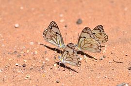 Papillons sur le sable