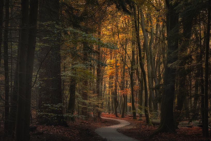 Autumn by Moetwil en van Dijk - Fotografie