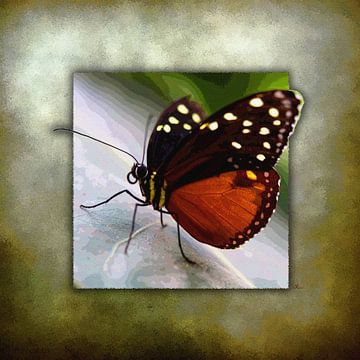 Butterfly | Monarch Butterfly
