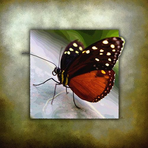 Vlinder | Monarch Butterfly