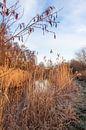 Dommel van Jasper Scheffers thumbnail