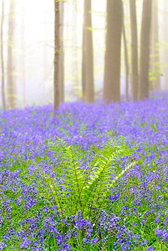 Varen tussen de hyacinten